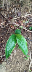 Zingiber kawagoii