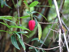 Crinodendron hookerianum
