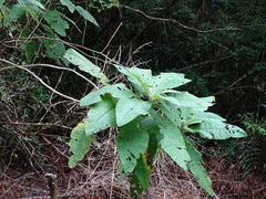 Acrisione cymosa