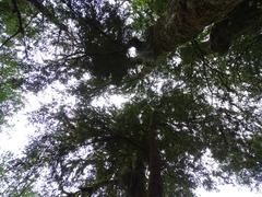 Laureliopsis philippiana