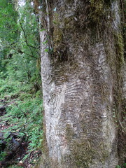 Laureliopsis philippiana