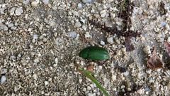 Anomala albopilosa albopilosa