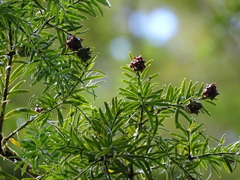 Saxegothaea conspicua