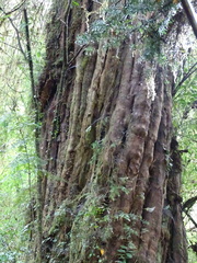 Saxegothaea conspicua