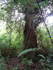 Saxegothaea conspicua