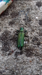 Anogcodes seladonius