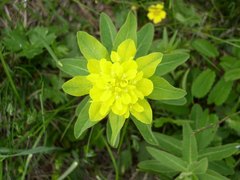 Euphorbia epithymoides