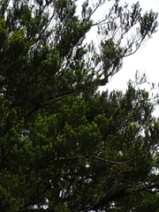 Podocarpus nubigenus