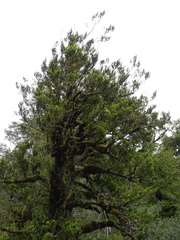 Podocarpus nubigenus