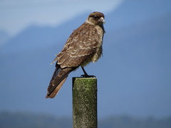 Daptrius chimango temucoensis