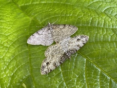 Protoboarmia faustinata
