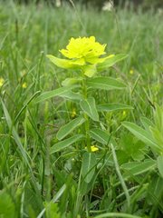 Euphorbia epithymoides