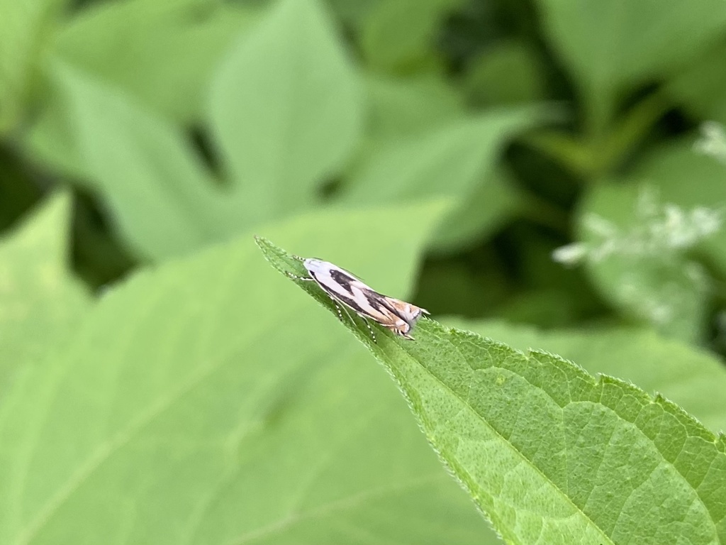 Polyhymno synodonta