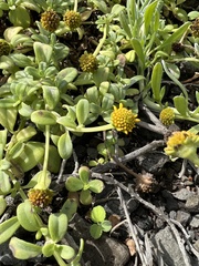 Lipochaeta integrifolia