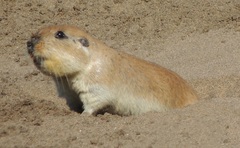 Ctenomys australis
