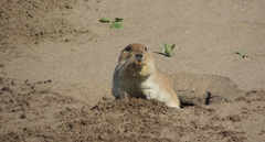 Ctenomys australis