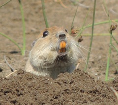 Ctenomys australis