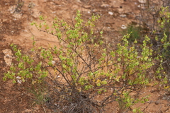 Roepera aurantiaca aurantiaca