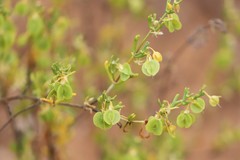 Roepera aurantiaca aurantiaca