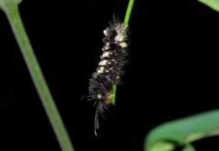 Lepidoptera