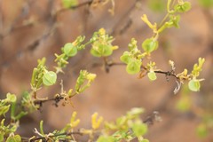 Roepera aurantiaca aurantiaca