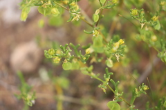 Roepera aurantiaca aurantiaca