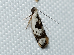 Ardozyga voluta