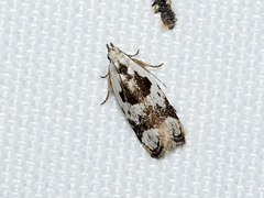 Ardozyga voluta