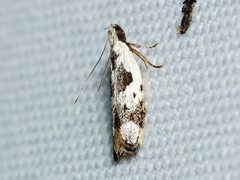 Ardozyga voluta
