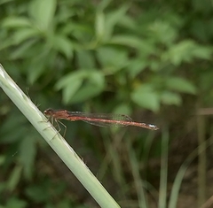 Oxyagrion rubidum