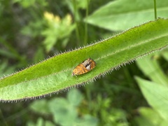 Olethreutes captiosana