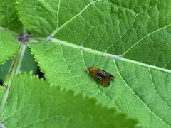 Olethreutes captiosana