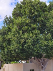 Ceratonia siliqua