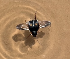 Euthyrrhapha pacifica