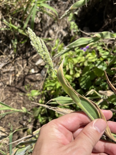 Panicum torridum observed 2022-02-22