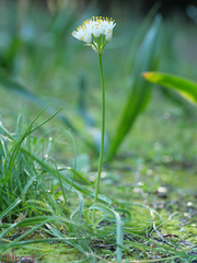 Allium subvillosum