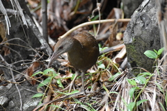 Gallirallus sylvestris
