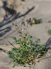 Linaria pedunculata