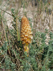 Orobanche densiflora