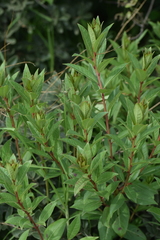 Stillingia zelayensis