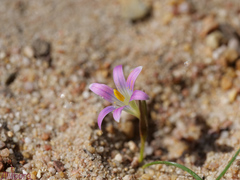 Romulea ramiflora