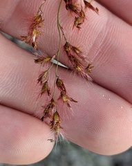 Melinis repens image