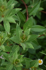 Stillingia zelayensis