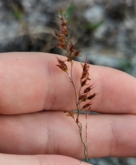 Melinis repens image
