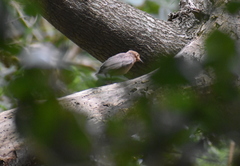 Pachycephala pectoralis