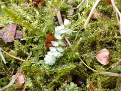 Selaginella apoda