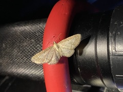 Eupithecia pernotata