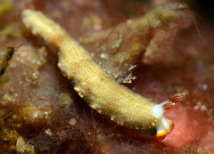 Dermatobranchus funiculus