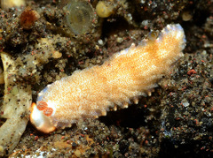 Dermatobranchus funiculus