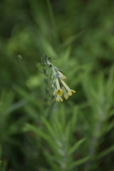 Lithospermum strictum
